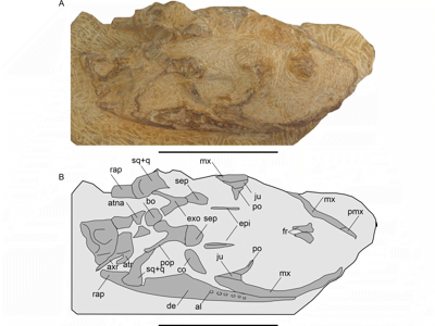 Tuarangisaurus keyesi (MPEF-PV 12001) / © O’Gorman et al.