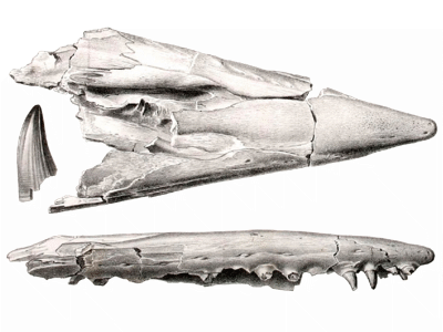 Schädel des Tylosaurus / Bild ist gemeinfrei Schädel des Tylosaurus / Bild ist gemeinfrei