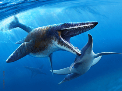 Tylosaurus / © Andrey Atuchin