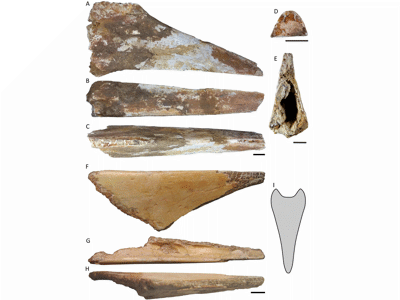 Holotyp / © Smith et al.