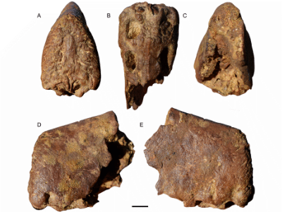 Fossil / © Jacobs et al. Fossil / © Jacobs et al.