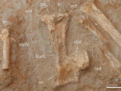Mandibula / Longrich et al. Creative Commons 4.0 International (CC BY 4.0) Mandibula / Longrich et al. Creative Commons 4.0 International (CC BY 4.0)
