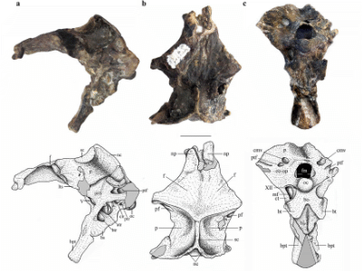 Fossilien des Allkaruen / Codorniú et al. Creative Commons 4.0 International (CC BY 4.0)
