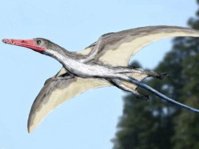 Angustinaripterus / © N. Tamura