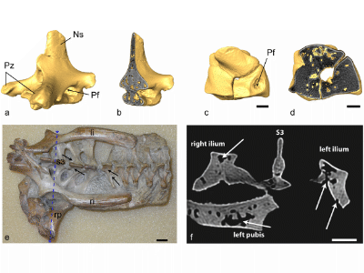 Fossilien des Anhanguera / Claessens et al. Creative Commons 4.0 International (CC BY 4.0) Fossilien des Anhanguera / Claessens et al.. Creative Commons 4.0 International (CC BY 4.0)