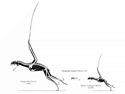 Anurognathus / © Michael Hanson. Verwendet mit freundlicher Genehmigung des Autors Anurognathus / © Michael Hanson. Verwendet mit freundlicher Genehmigung des Autors