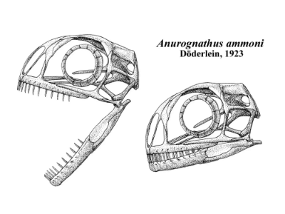 Schädelzeichnung des Anurognathus / Jaime Headden. Creative Commons NonCommercial-NoDerivs 3.0 Unported (CC BY-NC-ND 3.0) Schädelzeichnung des Anurognathus / Jaime Headden. Creative Commons NonCommercial-NoDerivs 3.0 Unported (CC BY-NC-ND 3.0)