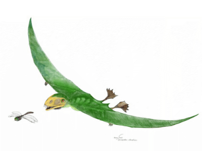 Anurognathus / © Mineo Shiraishi. Verwendet mit freundlicher Genehmigung des Autors Anurognathus / © Mineo Shiraishi. Verwendet mit freundlicher Genehmigung des Autors