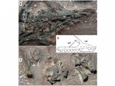 Fossilien des Arcticodactylus / Alexander Kellner. Creative Commons 4.0 International (CC BY-NC 4.0)
