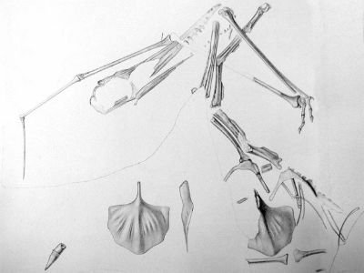 Fossilzeichnung des Ardeadactylus. Bild ist gemeinfrei (Public domain) Fossilzeichnung des Ardeadactylus. Bild ist gemeinfrei (Public domain)