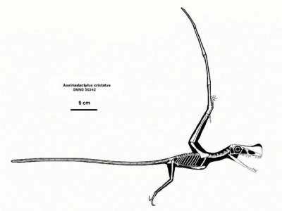Austriadactylus
/© Ville Sinkkonen. Verwendet mit freundlicher Genehmigung des Autors Austriadactylus
/© Ville Sinkkonen. Verwendet mit freundlicher Genehmigung des Autors