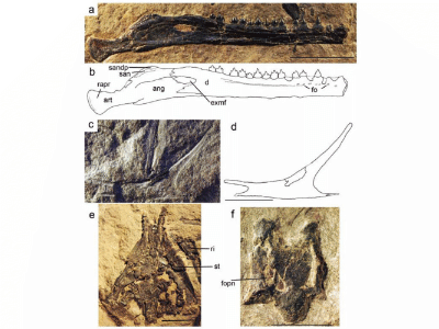 Fossilien des Austriadraco / Alexander Kellner. Creative Commons 4.0 International (CC BY-NC 4.0) Fossilien des Austriadraco / Alexander Kellner. Creative Commons 4.0 International (CC BY-NC 4.0)