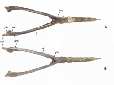 Kieferknochen des Aymberedactylus / Pêgas et al. Creative Commons 4.0 International (CC BY 4.0) Kieferknochen des Aymberedactylus / Pêgas et al. Creative Commons 4.0 International (CC BY 4.0)