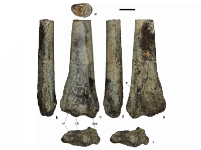 Ulna des Azhdarcho
/ © Averianov et. al. Creative Commons 4.0 International (CC BY 4.0) Ulna des Azhdarcho
/ © Averianov et. al. Creative Commons 4.0 International (CC BY 4.0)