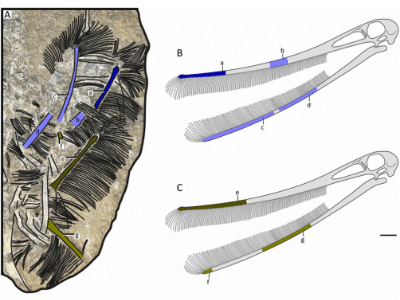 Schnabelrekonstruktion / © Pêgas et al.