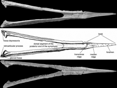 Mandibula des Baconydraco / © Ösi et.al. Creative Commons 4.0 International (CC BY 4.0) Mandibula des Baconydraco / © Ösi et.al. Creative Commons 4.0 International (CC BY 4.0)