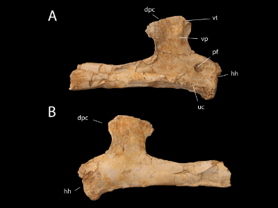 Humerus / Longrich et al. Creative Commons 4.0 International (CC BY 4.0) Humerus / Longrich et al. Creative Commons 4.0 International (CC BY 4.0)
