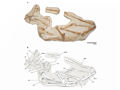 Holotyp des Barbosania / © Pinheiro et al.