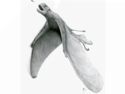 Batrachognathus / © M. Burkhardt. Verwendet mit freundlicher Genehmigung des Autors. Batrachognathus / © M. Burkhardt. Verwendet mit freundlicher Genehmigung des Autors.