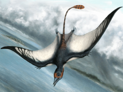 Bellubrunnus  / Matt Van Rooijen. Creative Commons 4.0 International (CC BY 4.0)