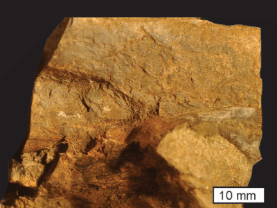 Fossilien / © Retallack et al. Fossilien / © Retallack et al.