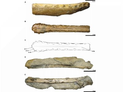 Holotyp / © Pinheiro et al.