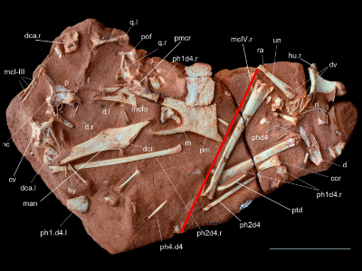 Fossil des Caiuajara / Manzig et al. Creative Commons 4.0 International (CC BY 4.0) Fossil des Caiuajara / Manzig et al.Creative Commons 4.0 International (CC BY 4.0)
