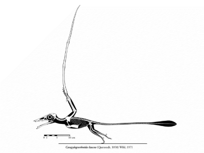 Campylognathoides / © Michael Hanson Campylognathoides / © Michael Hanson. Verwendet mit freundlicher Genehmigung des Autors.