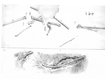 Fossil des Campylognathoides / Creative Commons CC0 1.0 Universal (CC0 1.0) Fossil des Campylognathoides / Creative Commons CC0 1.0 Universal (CC0 1.0)