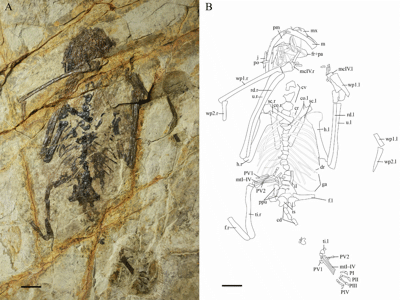 Fossil (IVPP V23669) / © Tong et al.