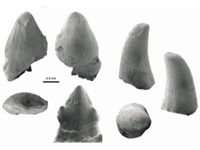 Zähne des Caviramus / © Numberger-Thuy et al.
