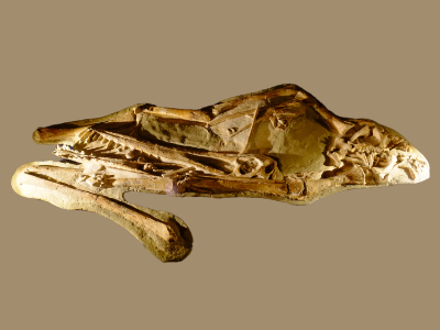 Cearadactylus / Kumiko. Creative Commons ShareAlike 2.0 Generic (CC BY-SA 2.0)