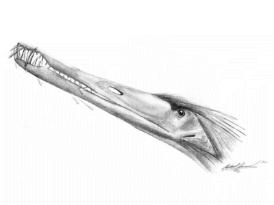 Cearadactylus
 /© Michael Hanson. Verwendet mit freundlicher Genehmigung des Autors