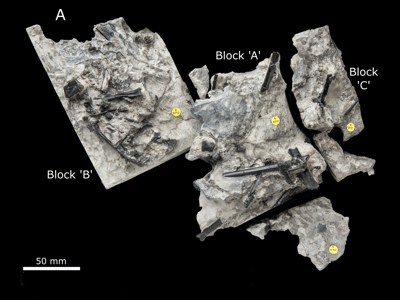 Holotyp des Ceoptera / © Martin-Silverstone et al. Holotyp des Ceoptera / © Martin-Silverstone et al.