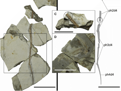 Holotyp / © Jiang et al.