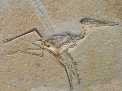 Fossil eines juvenilen Ctenochasma / Creative Commons CC0 1.0 Universal (CC0 1.0) Fossil eines juvenilen Ctenochasma / Creative Commons CC0 1.0 Universal