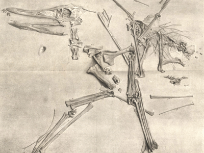Fossilzeichnung des Cycnorhamphus
/ Bild ist public domain Fossilzeichnung des Cycnorhamphus
/ Bild ist public domain
