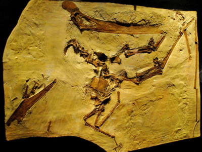Fossil des Dawndraco / Kurt Andreas. Creative Commons NonCommercial-ShareAlike 2.0 Generic (CC BY-NC-SA 2.0) Fossil des Dawndraco / Kurt Andreas.
Creative Commons NonCommercial-ShareAlike 2.0 Generic (CC BY-NC-SA 2.0)