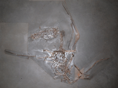Dorygnathus / paleo_baer. Creative Commons 2.0 Generic (CC BY 2.0) Dorygnathus / paleo_baer. Creative Commons 2.0 Generic (CC BY 2.0)