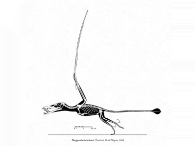 Dorygnathus
/ © Michael Hanson. Verwendet mit freundlicher Genehmigung des Autors Dorygnathus
/ © Michael Hanson. Verwendet mit freundlicher Genehmigung des Autors