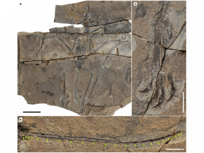 Fossil des Douzhanopterus / Wang et al. Creative Commons 4.0 International (CC BY 4.0)