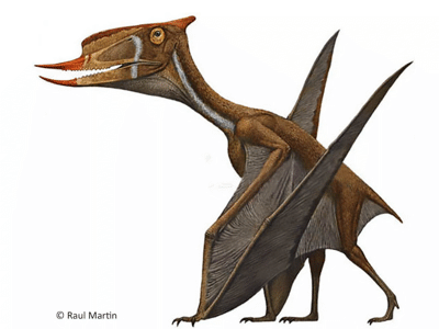 Dsungaripterus / © Raul Martin. Verwendet mit freundlicher Genehmigung des Autors Dsungaripterus / © Raul Martin. Verwendet mit freundlicher Genehmigung des Autors
