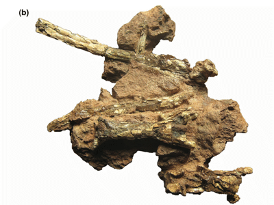 Fossil des Eurazhdarcho
/ Vremir et.al. Creative Commons 4.0 International (CC BY 4.0) Fossil des Eurazhdarcho
/ Vremir et.al. Creative Commons 4.0 International (CC BY 4.0)