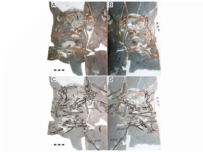 Holotyp / © Pêgas et al. Holotyp / © Pêgas et al.