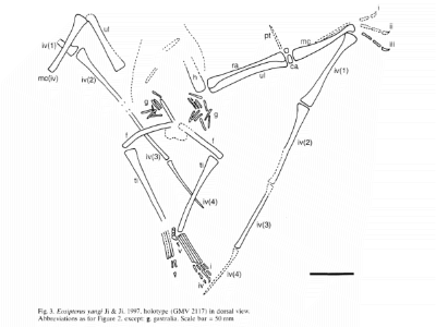 Holotyp / © Unwin et al. Holotyp / © Unwin et al.