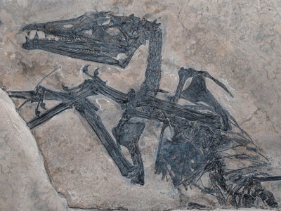 Fossil des Eudimorphodon/ the_paleobear. Creative Commons 2.0 Generic (CC BY 2.0) Fossil des Eudimorphodon
/ the_paleobear. Creative Commons 2.0 Generic (CC BY 2.0)