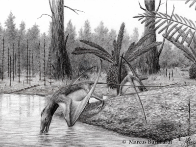 Eudimorphodon / © Marcus Burkhardt. Verwendet mit freundlicher Genehmigung des Autors.