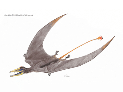 Eudimorphodon / © Mineo Shiraishi. Verwendet mit freundlicher Genehmigung des Autors Eudimorphodon / © Mineo Shiraishi. Verwendet mit freundlicher Genehmigung des Autors
