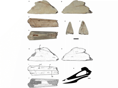 Holotyp / © Giaretta et al. Holotyp / © Giaretta et al.