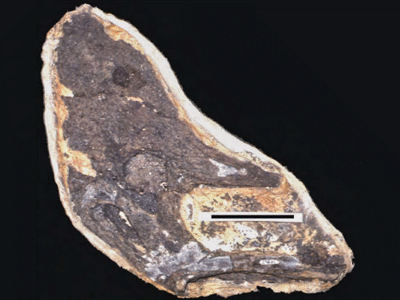 Holotyp des Geosternbergia
/ © Alexander Kellner. Creative Commons 4.0 International (CC BY 4.0) Holotyp des Geosternbergia
/ © Alexander Kellner. Creative Commons 4.0 International (CC BY 4.0)